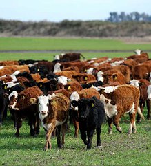 El cepo para exportar está afectando los precios de los terneros y de las vacas para industria
